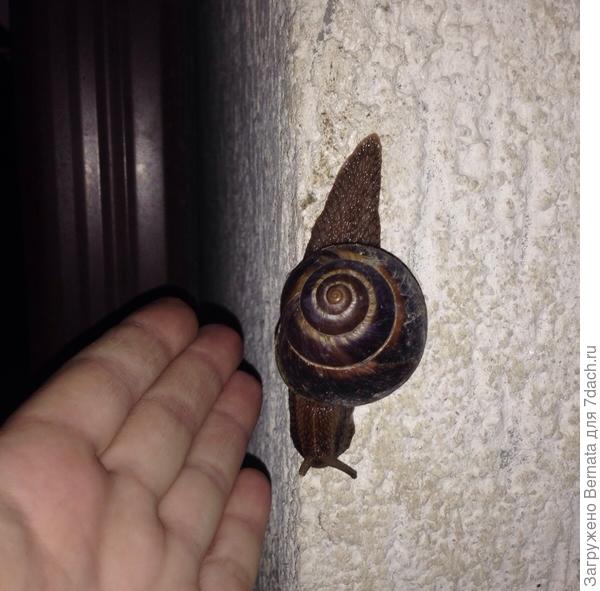 Ну как таких красавцев убивать?!:))))