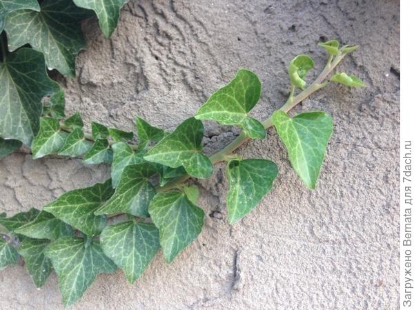 Че это он простоватый?!:)