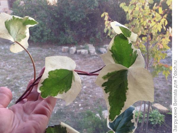 Это он еще когда у меня был:)) Я себе такой же решила посадить:))))) А то.., чё-то, как-то неправильно:) Оказывается, мне тоже надА:)))))