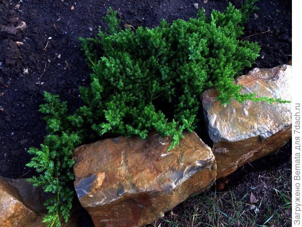 У меня родной братик Светиных двух ( хвастаюсь:))