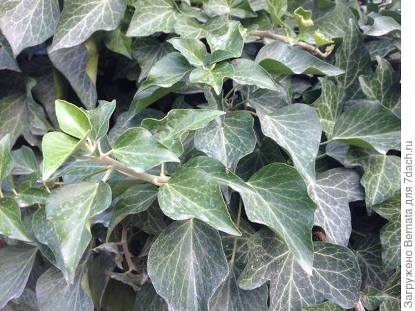 Классный плющ:) Хоть и грязненький без дождей:)