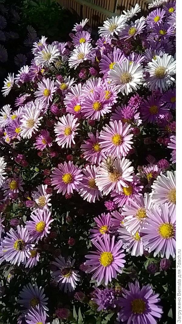 С Днем рождения, Вера:))