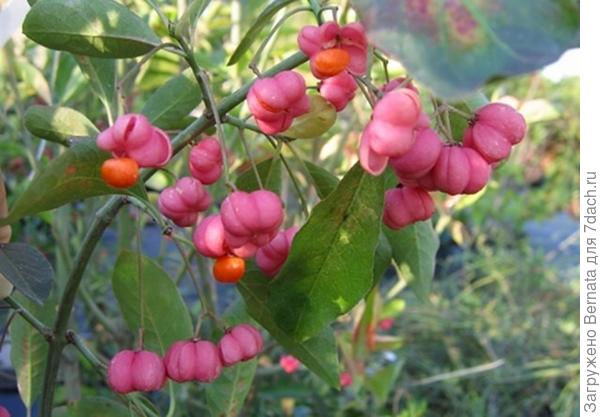 То есть, те, кто не ответил на мой вопрос в мае 2015 года, лишили меня ВОТ ТАКОЙ красоты??! Я же была уверена, что это крушина и усиленно избавлялась от поросли!!!