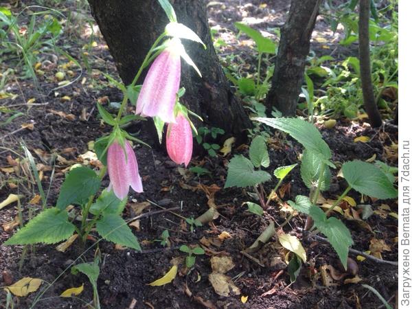 Колокольчик крапиволистный