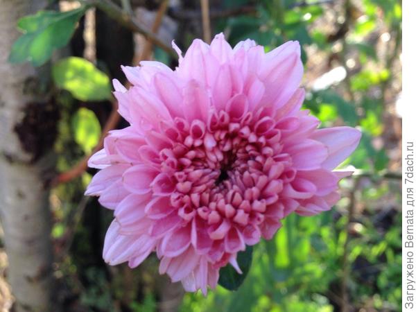 Но пока она РОЗОВАЯ :))))))