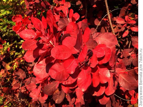 Осенний наряд скумпии