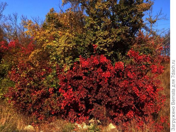 Желтый цвет еще не слишком яркий, но скоро он станет достойным конкурентом красного.