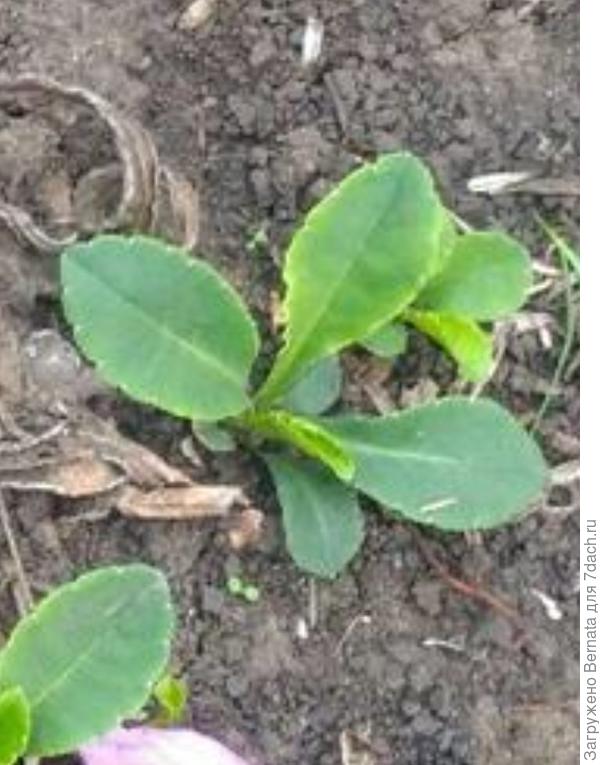 Явно, не осот...