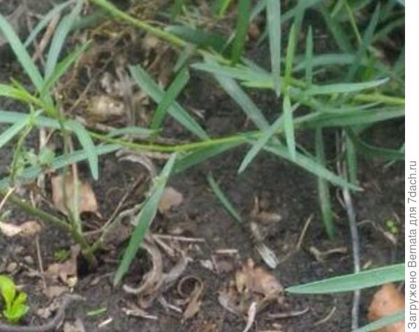 Скорее, пырей...