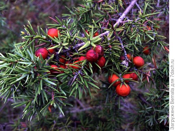 Зато, какой он красивый:)))