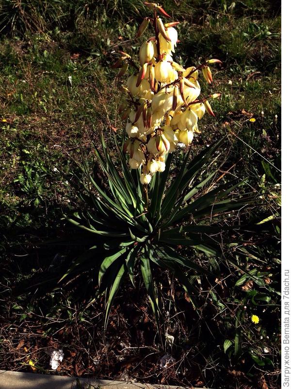 Ну тогда, вот Вам еще и юкка осенняя... Правда не моя.., такие у нас вдоль дорог везде растут...