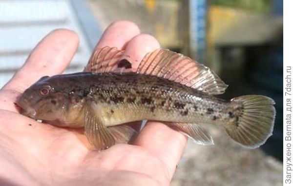 Из интернета. Своей &amp;quot;памяти&amp;quot; не осталось....