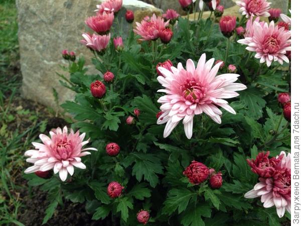 Скромный букетик :))