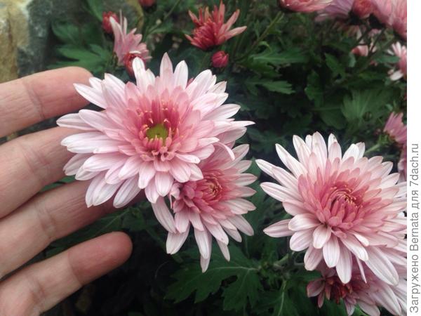 Они не сильно маленькие... Примерно 6-8 см с диаметре