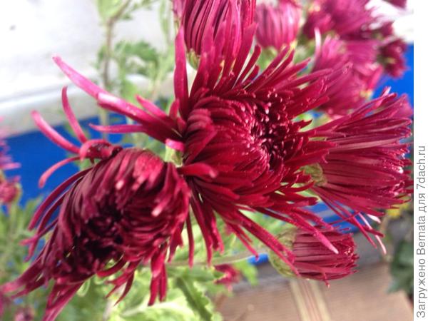 Тоже, от мамы...