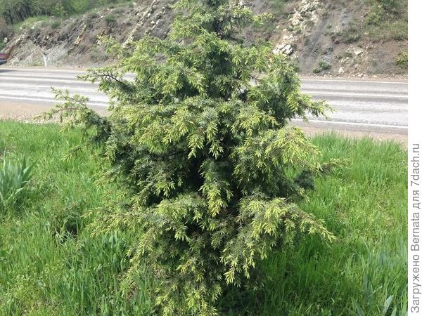По-моему такие же в нас растут на каждом шагу...