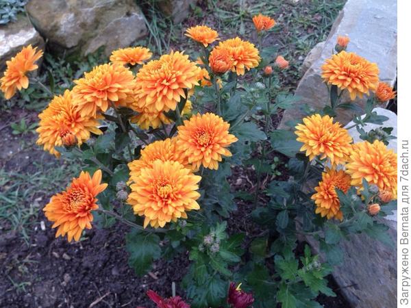 Тогда подарю еще одни:)))