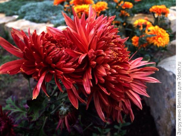 А давай я тебе еще и свою подарю?!:)))