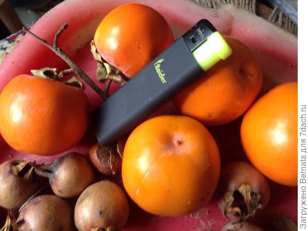 Забираю у мамы... Сама отдает, точнее, деревце хурмы - первый год плодоносит... Это - первый урожай...  Рядом - германская мушмула...  Угощайтесь;))))