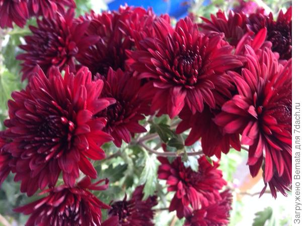 А это сегодняшние новички, приехали от мамы...