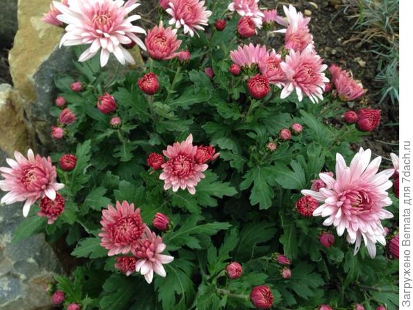 К розовым нормально относишься?! Они мне и нравятся, и бесят, одновременно:)))