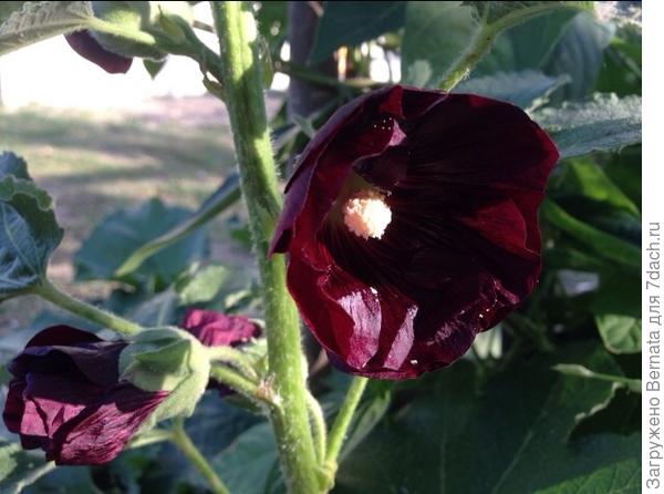 В тени почти черная...