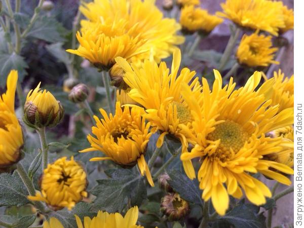 Какой-то неведомый сорт низкорослой хризантемы... Начинает цветение, как игольчатая... А потом на концах становится трубчатой, а серединка плоская....