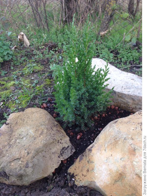 А еще я вторую Стрикту посадила :))) Воооооот:))))))