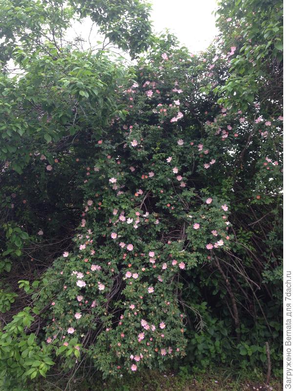 Шиповник - гигант