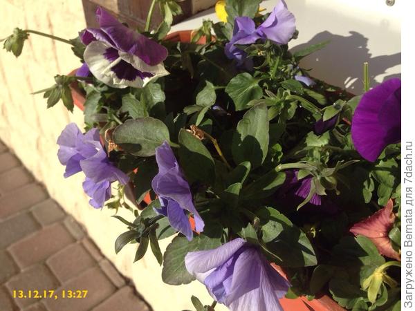 Виолы - круглогодичный цветок...