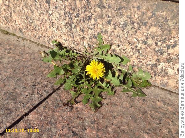 Чтобы не смотря ни на что, ВСЕГДА  цвела и пахла:))