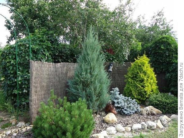 Фото из статьи https://agronomu.com/bok/3330-osnovnye-pravila-vyraschivaniya-mozhzhevelnika-skayroket-na-dachnom-uchastke.html