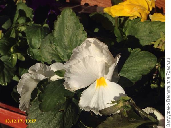 Сейчас - виолы:)