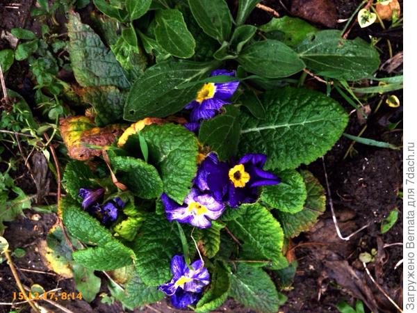 А пока... Тоже цветут примулы:))))