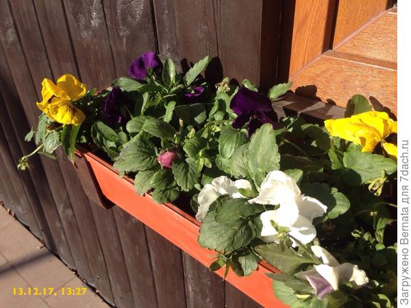 Цветы - в студию!:))