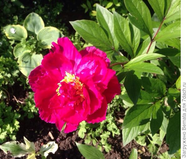 Уже привыкла и почти даже люблю:)