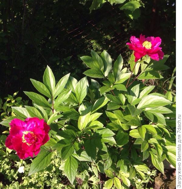 Мой неизвестный пион...