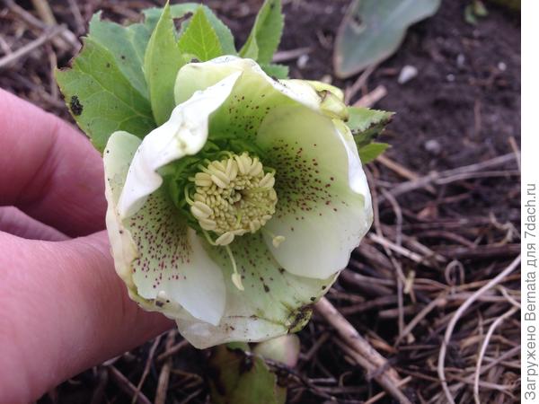 Вот такой вот морозничек вам:))) Как раз сегодня раскрылся:)))