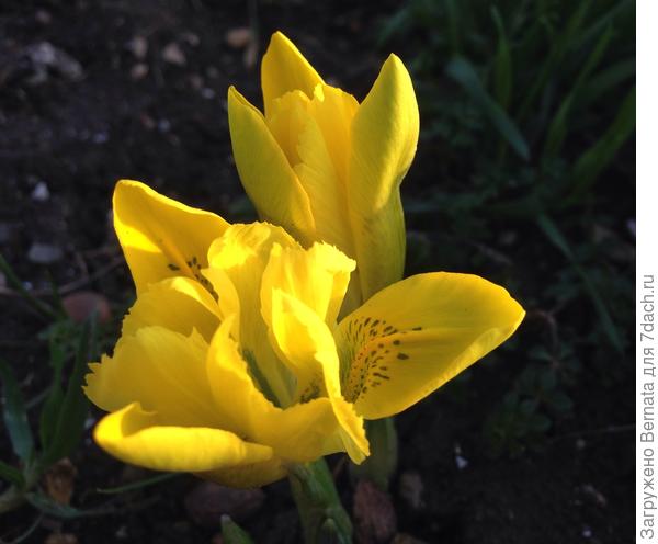 И у меня уже цветут ириски:)))