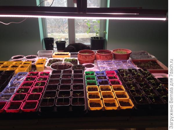 А это - МОИ &quot;ясли&quot;:)))