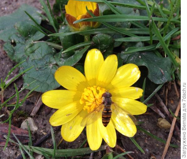 Пусть не &quot;ос&quot;:)), но &quot;зажужжало&quot;:))