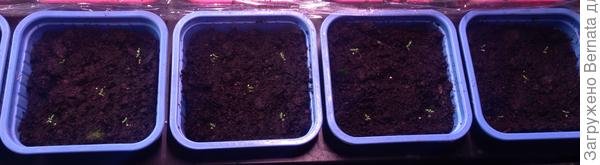 Не раскрылась только одна гранула из 20 (4 сорта по 5 штук)-посаженные 20 января