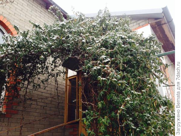 Для сомневающихся:) Общий ракурс. Хотя...не удивлюсь, если скажут, что я их ...с огнетушителя побрызгала.., допустим:))