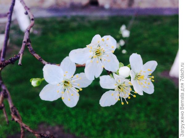 Не сакура, конечно... И не из Японии... Но хоть и алыча ..., но от всего кошачьего сердца :)))