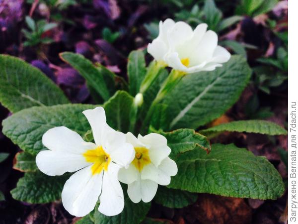 Олька, это тебе:))