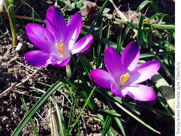 С Днюшкой, Оль:))