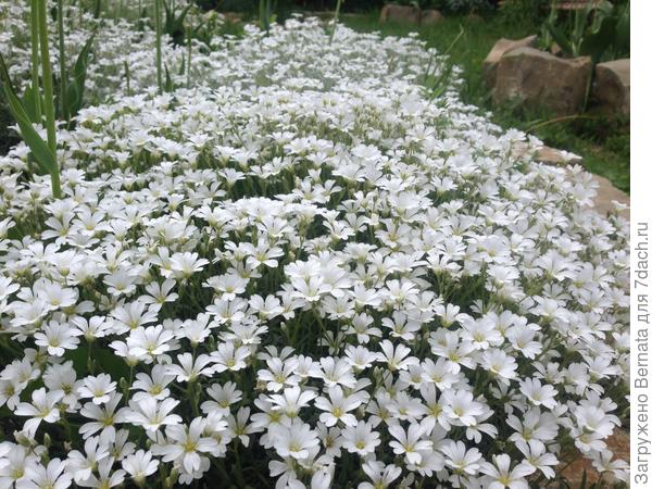 Не поверите, но теперь я не знаю, куда б ее деть:))) Уж слишком активная барышня оказалась:)))