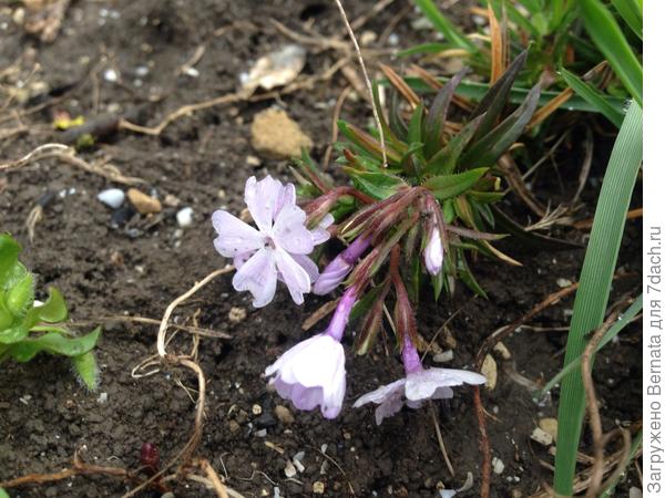 А еще начинает цвести шиловидный флокс...:)) Кажется, с тобой мы на эту тему общались в прошлом году? Если мне не изменяет память, то он у меня появился с твоей подачи:))))