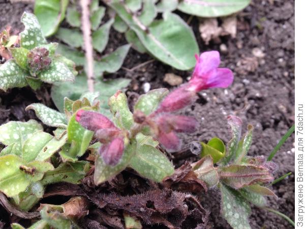 Начинает цвести медуница:))