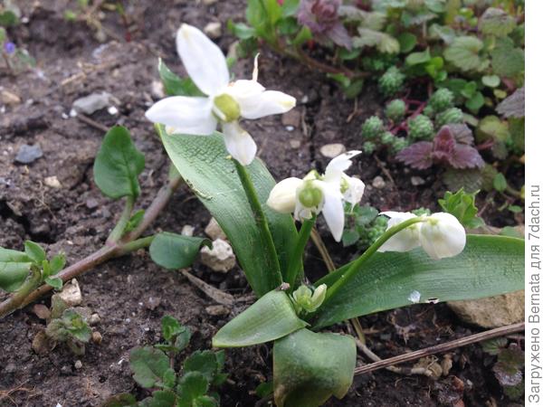 Белые сциллы (пролески)...
